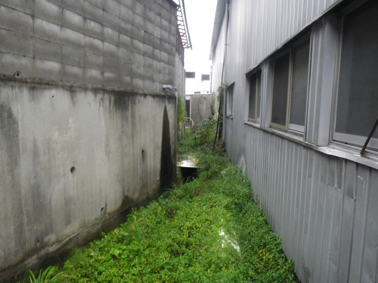 草刈り・通路清掃の施工写真（1枚目）